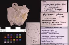 Foto (Objekt + Etiketten) von Oxythyreus gibbus (Reuss, 1858) (NHMW-GEO-1990-0041-0264)